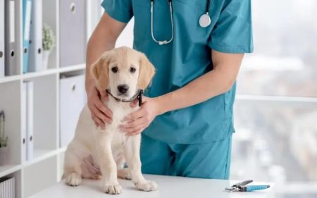 4 Signs Your Pet Needs Immediate Veterinary Attention