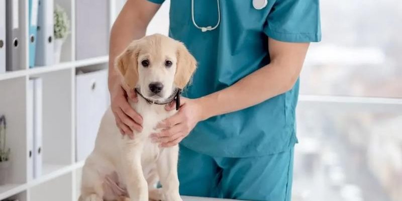 4 Signs Your Pet Needs Immediate Veterinary Attention