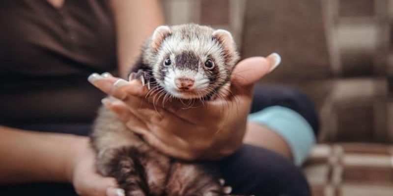 Why Animal Clinics Are Essential For Exotic Pet Health