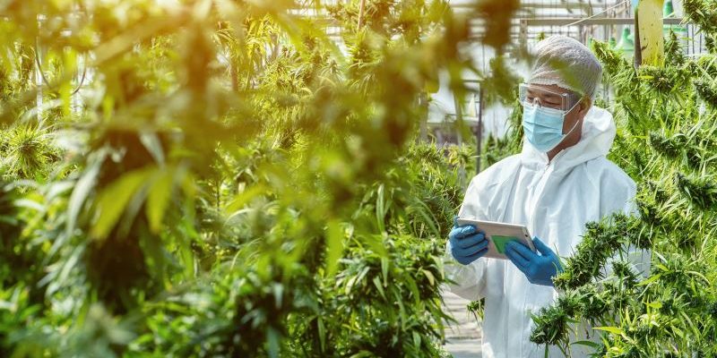 5 Essential Accounting Services Every Cannabis Dispensary Needs