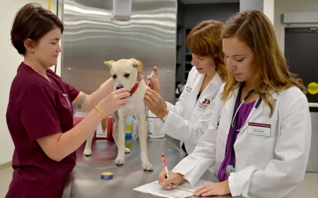 How Urgent Care Vets Support Primary Care Veterinarians