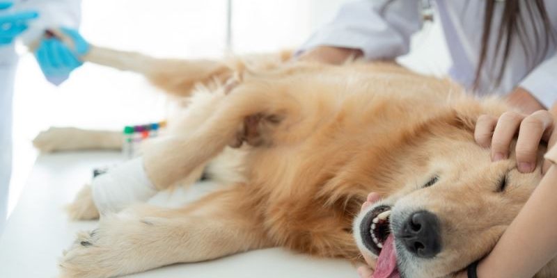 How Small Animal Veterinary Hospitals Handle Emergency Situations