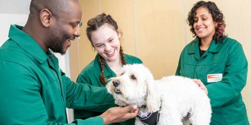 Animal Hospital Services