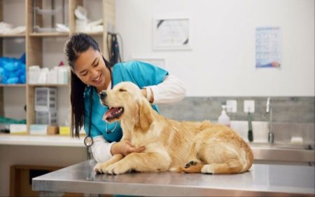 The Role Of Animal Hospitals In Senior Pet Health Management