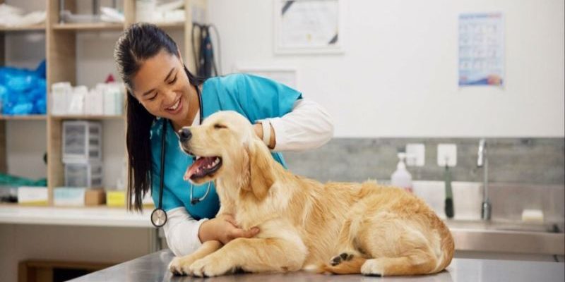 The Role Of Animal Hospitals In Senior Pet Health Management