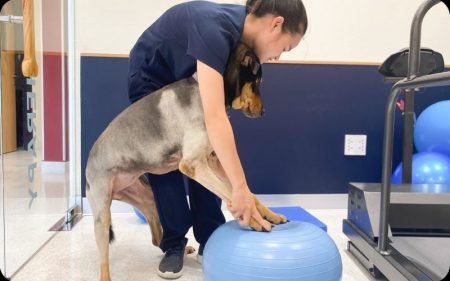 The Role Of Veterinary Clinics In Rehabilitation And Physical Therapy