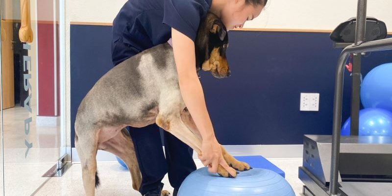 The Role Of Veterinary Clinics In Rehabilitation And Physical Therapy