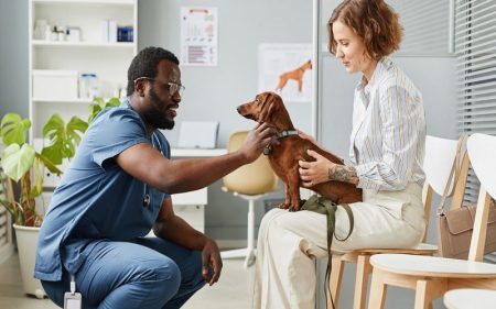 Why Veterinary Hospitals Are Trusted Partners For Pet Owners