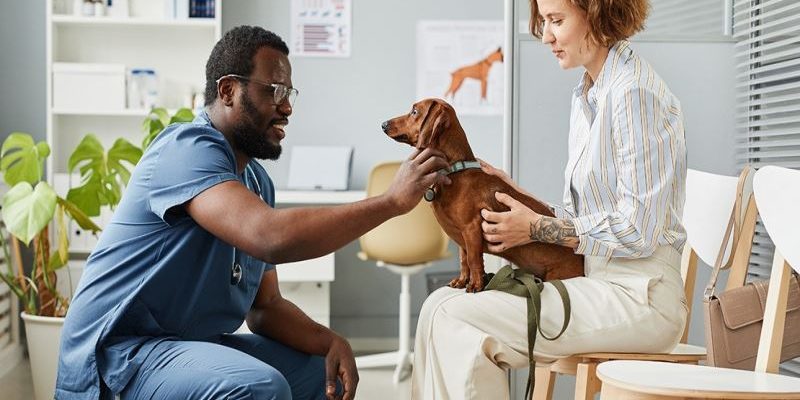 Why Veterinary Hospitals Are Trusted Partners For Pet Owners