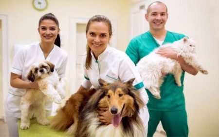 4 Steps In A Standard Veterinary Wellness Exam