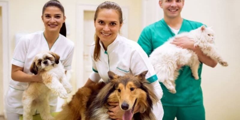 4 Steps In A Standard Veterinary Wellness Exam