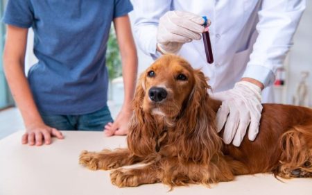 5 Benefits Of Routine Blood Work For Pets Of All Ages