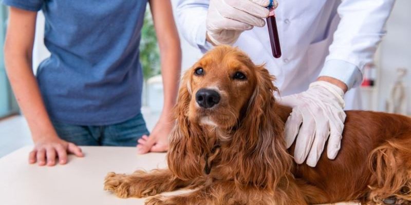 5 Benefits Of Routine Blood Work For Pets Of All Ages