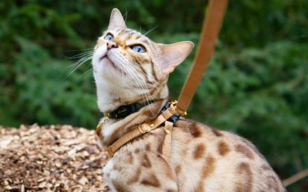 Cat Harness