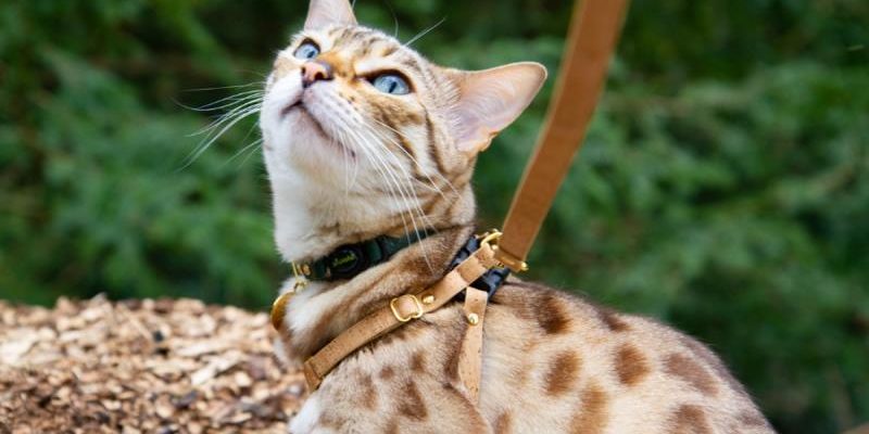 Cat Harness