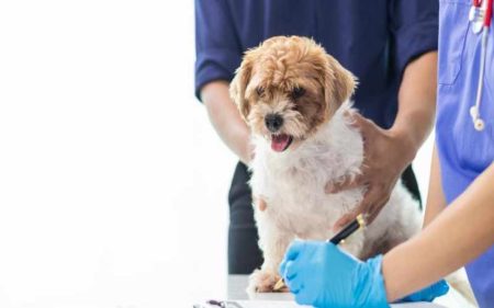 How General Veterinarians Address Allergies In Pets
