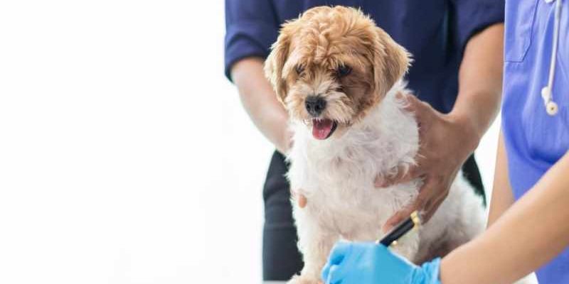 How General Veterinarians Address Allergies In Pets
