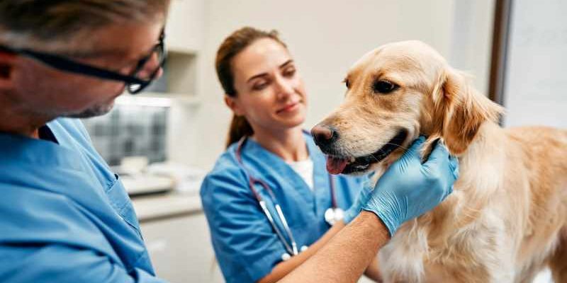 How Small Animal Veterinary Hospitals Support Exotic Pet Owners