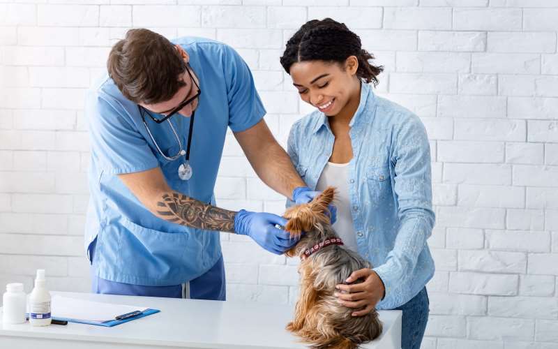 Veterinary